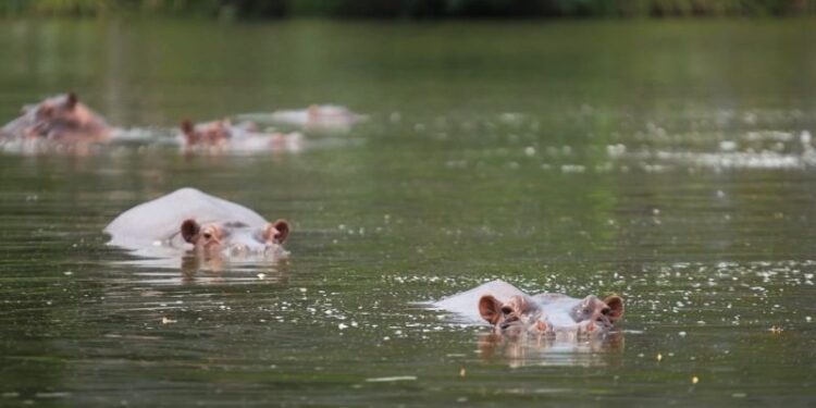Millonario indio Anant Ambani ofrece acoger a los 80 "hipopótamos de la cocaína" que Colombia quiere sacrificar
