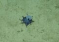 Identifican una nueva especie de pulpo azul; es tan pequeño que cabe en la palma de la mano