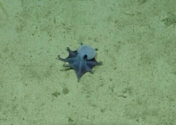 Identifican una nueva especie de pulpo azul; es tan pequeño que cabe en la palma de la mano