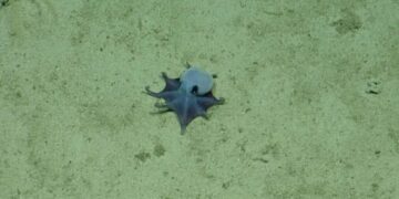 Identifican una nueva especie de pulpo azul; es tan pequeño que cabe en la palma de la mano