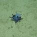 Identifican una nueva especie de pulpo azul; es tan pequeño que cabe en la palma de la mano