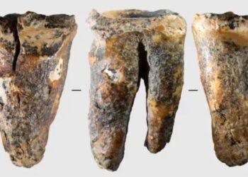 Un diente de 59.000 años de antigüedad ofrece una visión excepcional de cómo los neandertales abordaban un problema médico