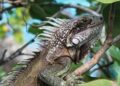 Alcaldía de Barranquilla promueve protección ambiental y manejo adecuado de fauna silvestre por actuales condiciones climáticas