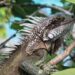 Alcaldía de Barranquilla promueve protección ambiental y manejo adecuado de fauna silvestre por actuales condiciones climáticas