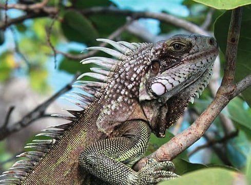 Alcaldía de Barranquilla promueve protección ambiental y manejo adecuado de fauna silvestre por actuales condiciones climáticas