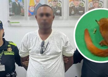 "Llevaba ardillas ocultas en sus partes": capturan a hombre en aeropuerto de Cartagena