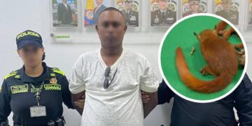 "Llevaba ardillas ocultas en sus partes": capturan a hombre en aeropuerto de Cartagena