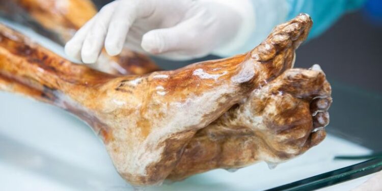 Ötzi, el Hombre de Hielo, lleva mucho tiempo muerto, pero algunos de sus antiguos microbios siguen vivos