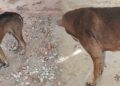 Atentado en Puerto Mocho no solo dejó un hombre muerto: un perro resultó baleado y lleva días sufriendo con la herida