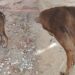 Atentado en Puerto Mocho no solo dejó un hombre muerto: un perro resultó baleado y lleva días sufriendo con la herida