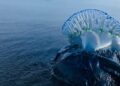 Dimar emite alerta por presencia de 'agua mala' en playas del Caribe colombiano