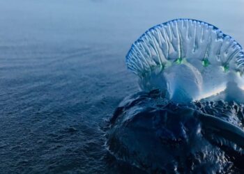 Dimar emite alerta por presencia de 'agua mala' en playas del Caribe colombiano