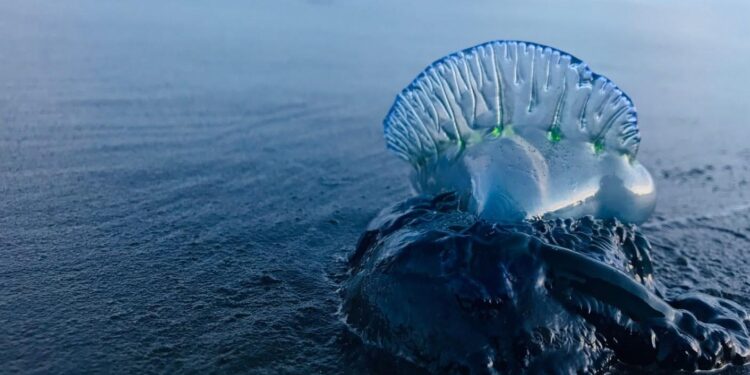Dimar emite alerta por presencia de 'agua mala' en playas del Caribe colombiano