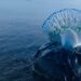 Dimar emite alerta por presencia de 'agua mala' en playas del Caribe colombiano