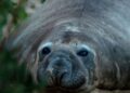 Esta caótica foca de 2.200 libras ha regresado al mar, pero deja tras de sí un enigma