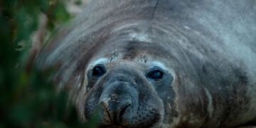 Esta caótica foca de 2.200 libras ha regresado al mar, pero deja tras de sí un enigma