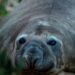 Esta caótica foca de 2.200 libras ha regresado al mar, pero deja tras de sí un enigma