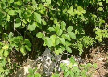 Hallan cuerpo dentro de un costal en la entrada a Sabanilla, Puerto Colombia