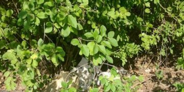 Hallan cuerpo dentro de un costal en la entrada a Sabanilla, Puerto Colombia