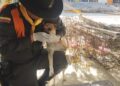 Jornada de bienestar animal en Bosconia