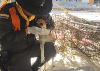 Jornada de bienestar animal en Bosconia