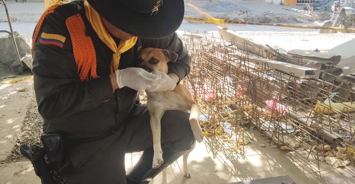 Jornada de bienestar animal en Bosconia