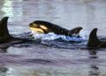 Observa cómo una orca embiste a un pez luna con tanta fuerza que el pez explota