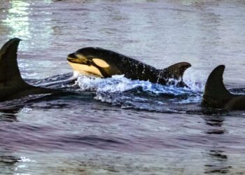 Observa cómo una orca embiste a un pez luna con tanta fuerza que el pez explota