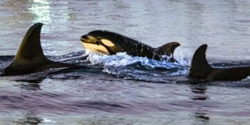 Observa cómo una orca embiste a un pez luna con tanta fuerza que el pez explota