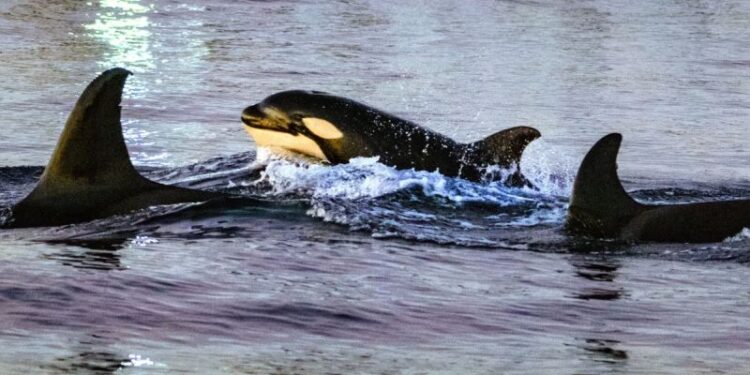 Observa cómo una orca embiste a un pez luna con tanta fuerza que el pez explota
