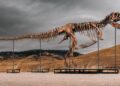Un enorme T. rex hallado por paleontólogos irá a subasta y preocupa a la comunidad científica
