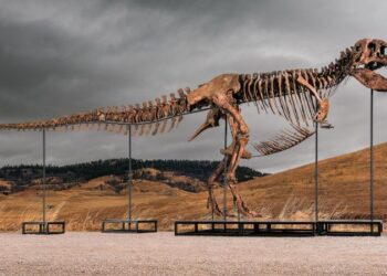 Un enorme T. rex hallado por paleontólogos irá a subasta y preocupa a la comunidad científica