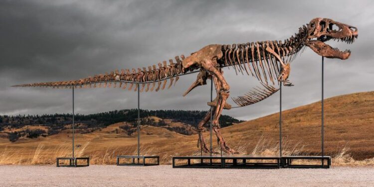 Un enorme T. rex hallado por paleontólogos irá a subasta y preocupa a la comunidad científica