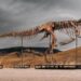 Un enorme T. rex hallado por paleontólogos irá a subasta y preocupa a la comunidad científica