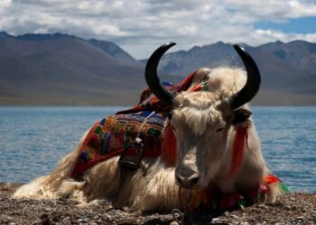 ¿Qué tiene cuernos, es peludo y es éticamente cuestionable? Los clones de yak