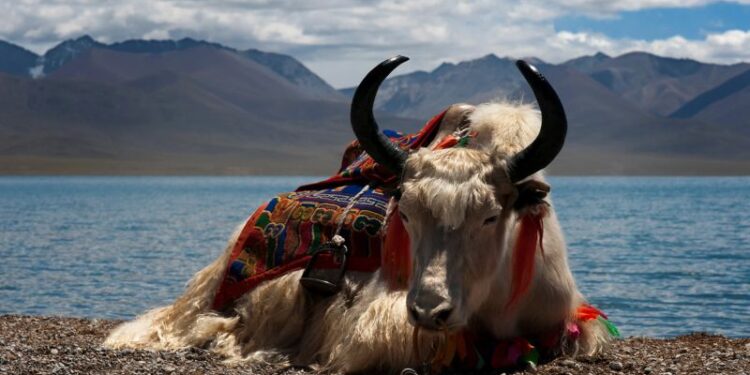 ¿Qué tiene cuernos, es peludo y es éticamente cuestionable? Los clones de yak
