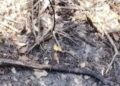 Autoridades buscan establecer identidad de persona hallada incinerada en zona enmontada de Puerto Colombia