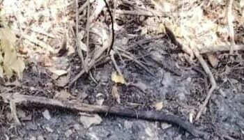 Autoridades buscan establecer identidad de persona hallada incinerada en zona enmontada de Puerto Colombia