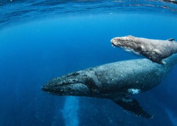 ¿Cuándo y dónde se pueden ver ballenas en Colombia?