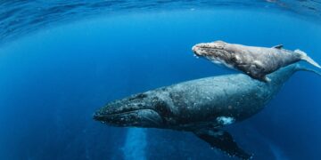 ¿Cuándo y dónde se pueden ver ballenas en Colombia?