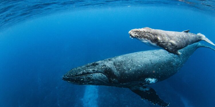 ¿Cuándo y dónde se pueden ver ballenas en Colombia?