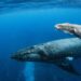 ¿Cuándo y dónde se pueden ver ballenas en Colombia?