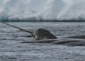 Científicos colocaron transmisores a estos "unicornios del mar". Los datos recopilados sobre el Ártico fueron alarmantes